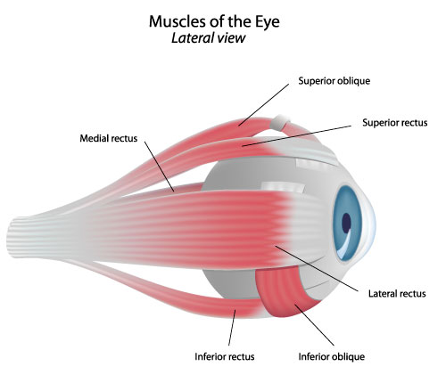 illustration_eye-muscles